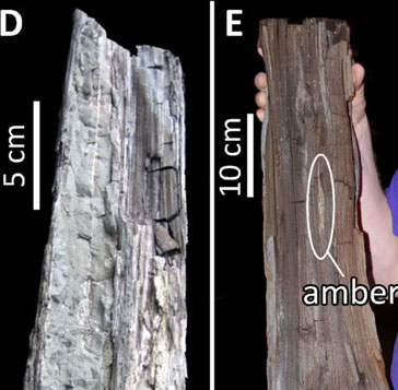 Manh mối về khí hậu thời đầu kỷ Eocene