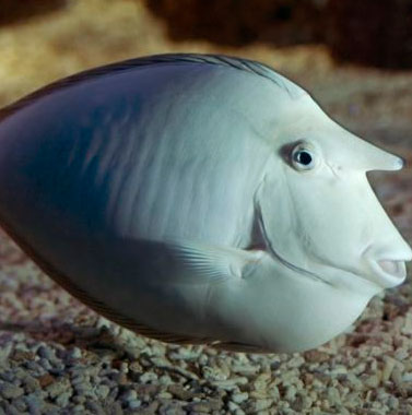 Loài cá lạ nhất hành tinh có mũi dài như vòi tiếp liệu của máy bay