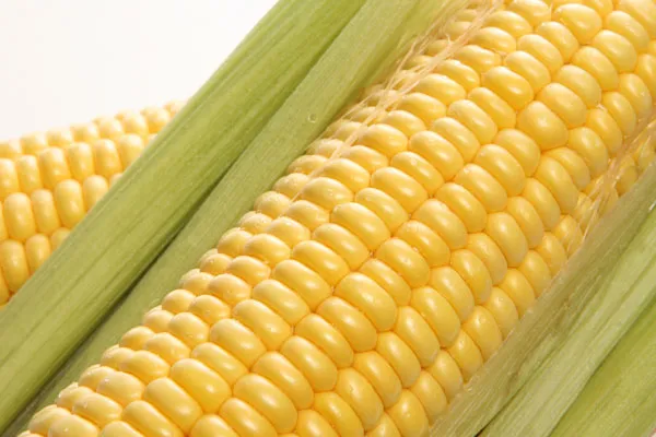 Phản bác ngô biến đổi gene gây ung thư trên chuột