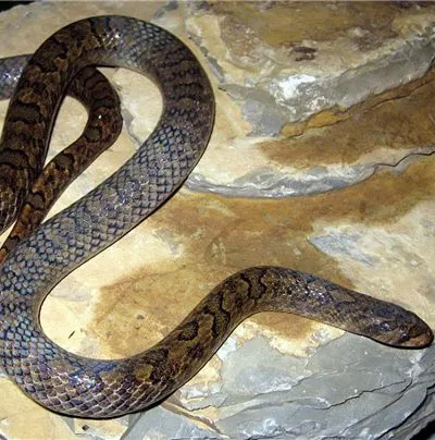ベトナムでククリヘビの新種を発見
