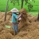 Biến rơm thành phân bón, tiết kiệm cả ngàn tỷ đồng
