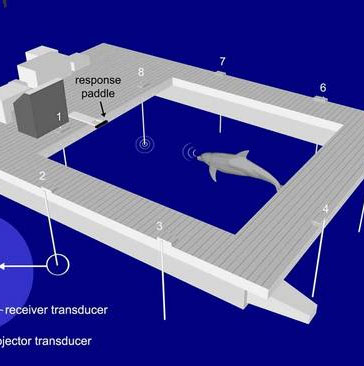 Phát hiện thú vị về giấc ngủ đặc biệt của cá heo