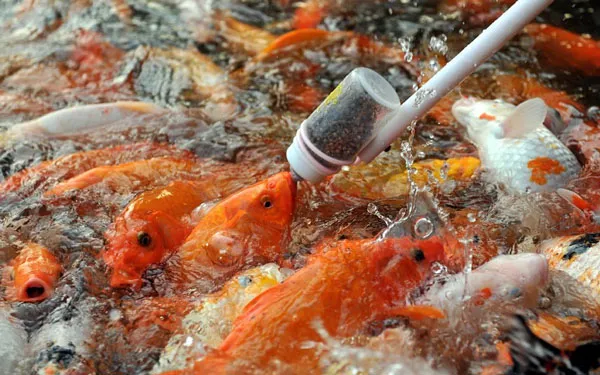 Ảnh động vật tuần qua: Cá chép "bú bình"