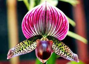 Bảo tồn nguồn gene lan rừng trước khi quá muộn