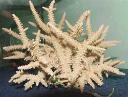 Nha Trang: Hỗ trợ dân nuôi trồng san hô