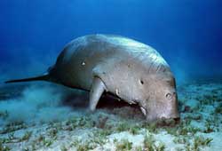 Cá mỹ nhân Dugong