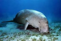 Cá mỹ nhân Dugong