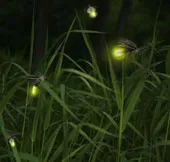 Chế tạo đèn LED từ đom đóm