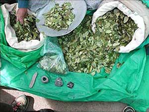 “Coca không phải là cocaine!”