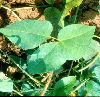 Công nghệ nano: Sử dụng virút làm vật liệu