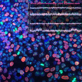 Phát hiện cấu trúc khảm DNA