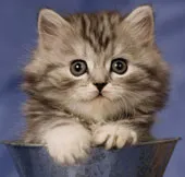 Vì sao mèo tìm được đường về nhà?