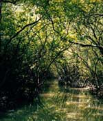 Nhật Bản tiếp tục hỗ trợ VN trồng rừng ngập mặn