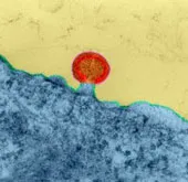 Phát hiện gene có khả năng kiểm soát HIV