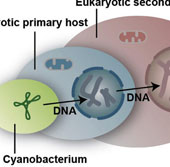 Phát hiện cơ chế để thực vật có 4 kiểu gene khác nhau