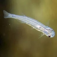 Những loài động vật nước ngọt đáng sợ nhất