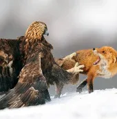 Cáo và chim ưng vàng “đối mặt” giành thức ăn