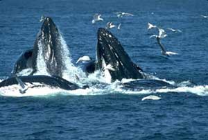 Có bao nhiêu loài cá trên Trái đất?