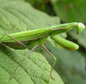 Chiêu thoát hiểm khi 