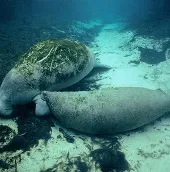 Chiêm ngưỡng "nàng tiên cá có vú khủng" ở Việt Nam