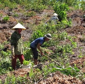 Giảm phát thải khí nhà kính bằng phương án lâm sinh