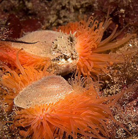 Phát hiện quần thể sò lửa lớn nhất thế giới