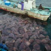 Sứa không thể "xâm lăng" địa cầu