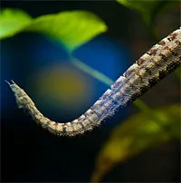 Meet Vietnam's one-of-a-kind snake with "whiskers"