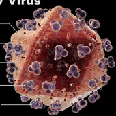 Tìm ra cách chặn virus HIV phát triển thành AIDS