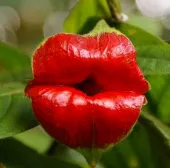 Những "đôi môi đỏ chót" giữa rừng xanh