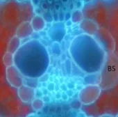 Gene "bù nhìn" - chìa khóa để tăng năng suất mùa vụ