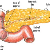 Phương pháp mới trong việc điều trị bệnh tiểu đường