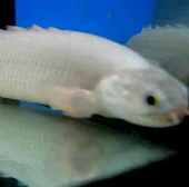 Áo giáp vảy cá rồng