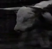 Video: Hỗn chiến kinh hoàng giữa bò và sư tử
