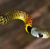 The "deadly" beauty of Vietnam's rainbow-colored snake