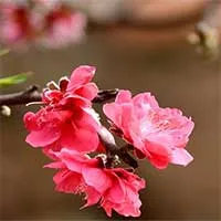 Phân biệt đào bích và đào phai