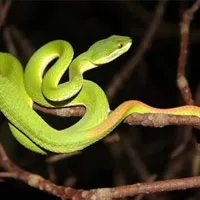 Venomous snakes of Vietnam