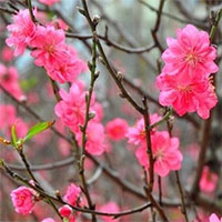 Những loài hoa tiêu biểu của mùa xuân