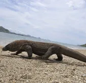 Rồng Komodo lại tấn công người