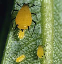 Bọ rùa Aphis - kẻ tử thù của Nha trùng