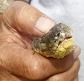 Mỹ thả "bom chuột" diệt rắn