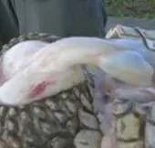 Video: Dương vật cá sấu luôn sẵn sàng "lâm trận"