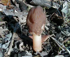 Khuẩn chuông Verpa