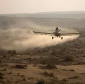 Quân đội Israel chặn "giặc" châu chấu