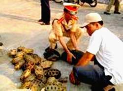 Bảo vệ động vật rừng quý hiếm: Xua đuổi là chính!