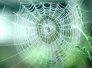 Bí mật của tơ nhện