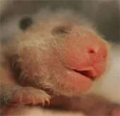 Chùm ảnh những chú gấu trúc siêu ngộ nghĩnh