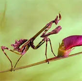 Ngắm nhìn các chú bọ ngựa "thông minh"