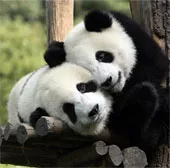 Giúp gấu trúc giao phối bằng "phim mát"