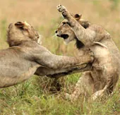 Tận mắt đàn sư tử luyện "Kung Fu"